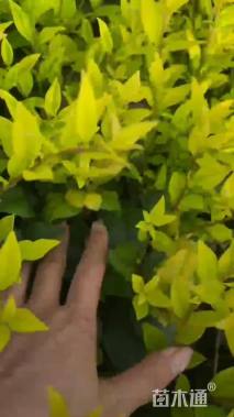 高度30厘米金森女贞