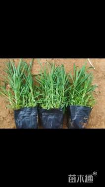 高度20厘米地被石竹