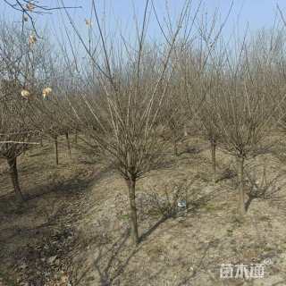 6公分红梅