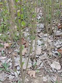 高度130厘米木槿
