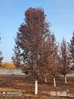 13公分彩叶豆梨