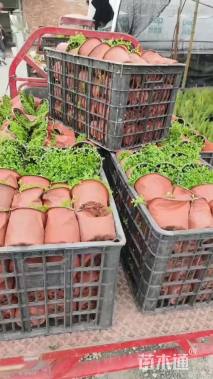 高度10厘米翠云草