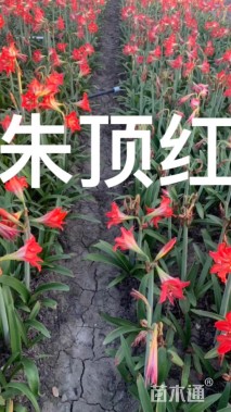 高度30厘米朱顶红