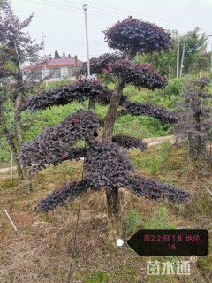 15公分造型红花继木桩