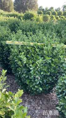 冠幅80厘米冬青球