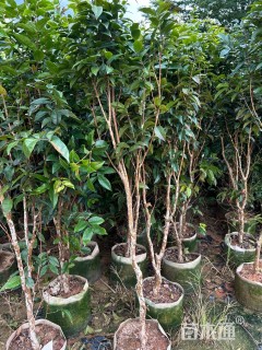高度100厘米嘉宝果