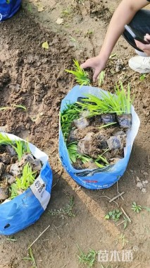 高度20厘米射干