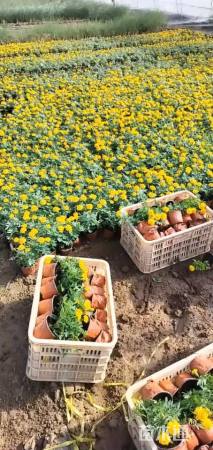 高度15厘米孔雀草