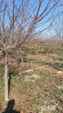 18公分江户彼岸樱