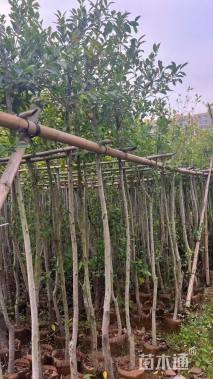 3公分小叶榕