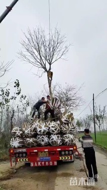 高度200厘米丛生流苏