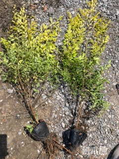 高度40厘米金叶榆小苗