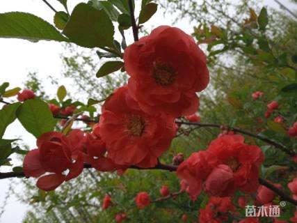 高度160厘米日本海棠