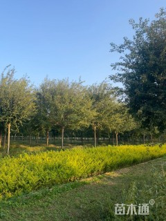 12公分元宝枫