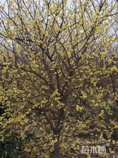 高度250厘米蜡梅