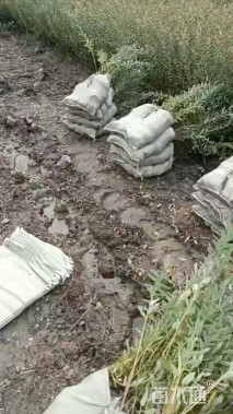 高度80厘米杞柳