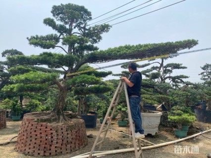 25公分罗汉松