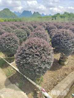 冠幅200厘米红花继木球