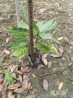 高度30厘米洒金珊瑚