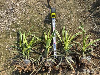 高度18厘米金边麦冬