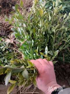 高度40厘米栀子花