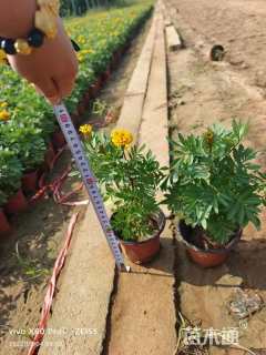 高度20厘米孔雀草