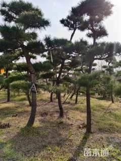 高度250厘米黑松