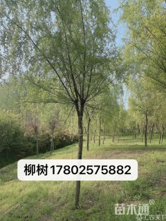 10公分柳树