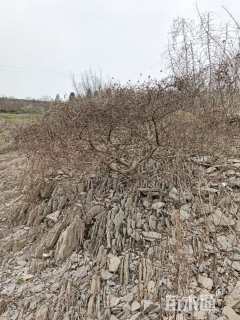 高度150厘米水杨梅