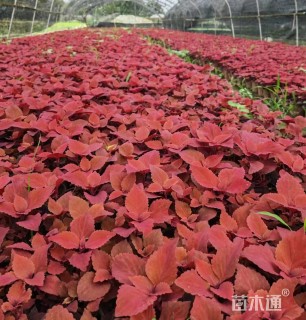 高度20厘米彩叶草
