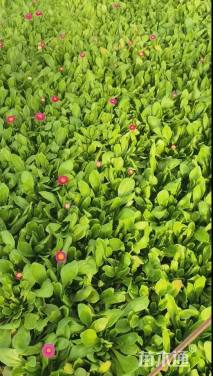 高度10厘米雏菊