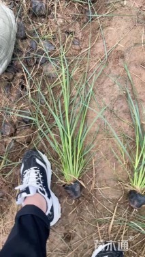 高度50厘米矮蒲苇