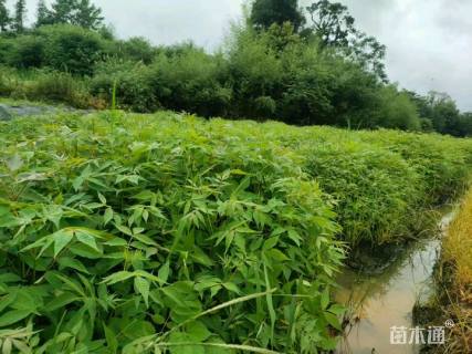 高度80厘米黄柏小苗