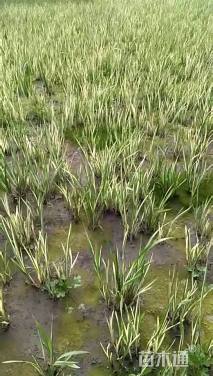 高度40厘米花叶菖蒲