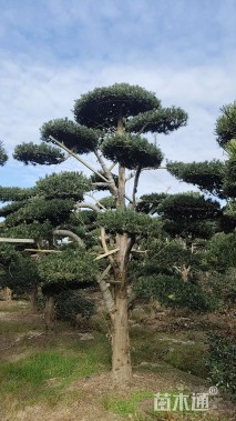 15公分罗汉松