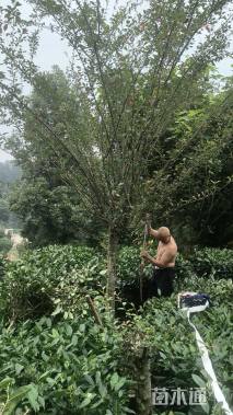 12公分垂丝海棠