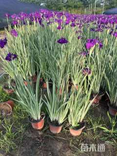 高度30厘米玉蝉花