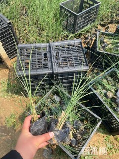 高度30厘米细叶芒