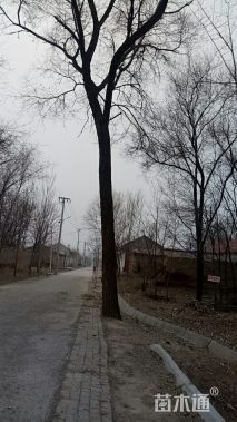 40公分榆树