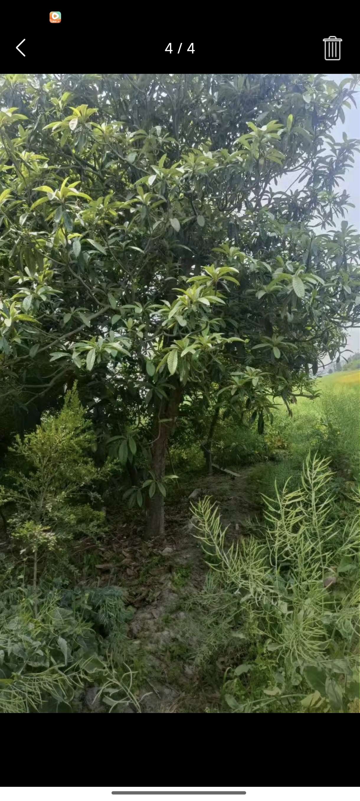 12公分枇杷