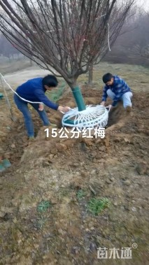 15公分红梅