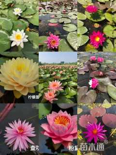 高度30厘米睡莲