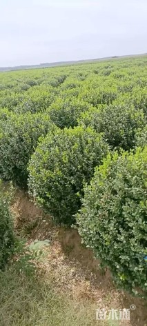 冠幅180厘米卫矛球