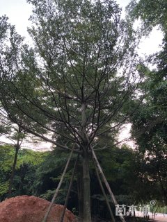 18公分细叶榄仁