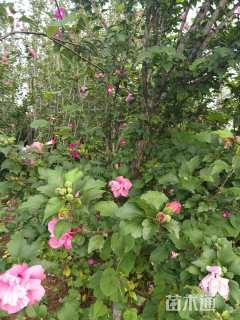 高度300厘米红花木槿
