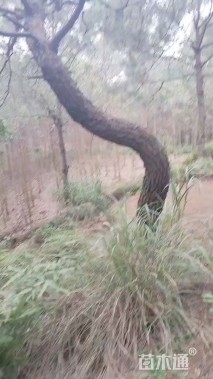 高度500厘米油松