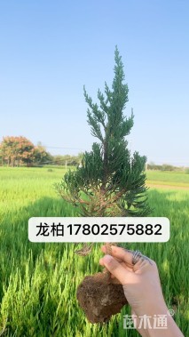 高度30厘米龙柏小苗