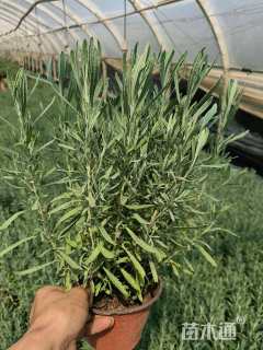 高度20厘米薰衣草