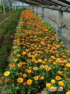 花草种子金盏菊种子