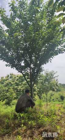 12公分北美海棠